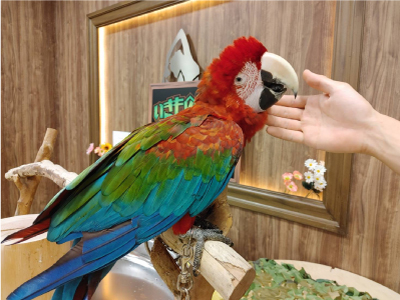 筑紫野店の色鮮やかなコンゴウインコ